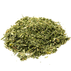 Alfalfa Herb